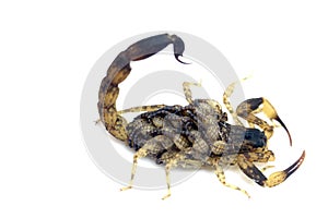 Scorpion mother with a baby on the back isolated on a white background