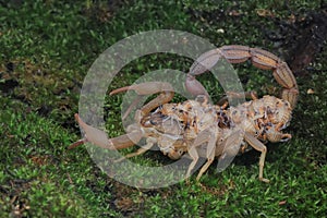 He scorpion mother is carrying a baby on her back.