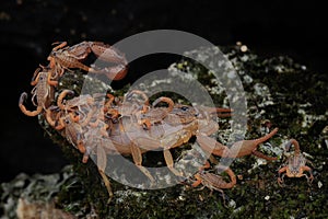A Scorpion Mother and Its Babies