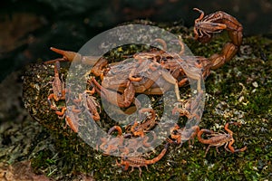 A Scorpion Mother and Its Babies