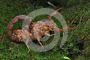 A Scorpion Mother and Its Babies