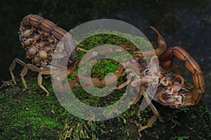 A Scorpion Mother and Its Babies