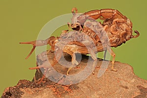 A Scorpion Mother and Its Babies