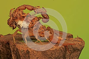 A Scorpion Mother and Its Babies