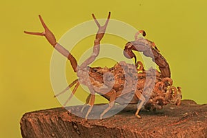 A Scorpion Mother and Its Babies
