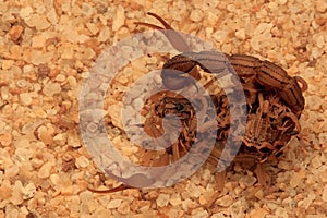 A Scorpion Mother and Its Babies