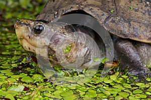 Scorpion mud turtle