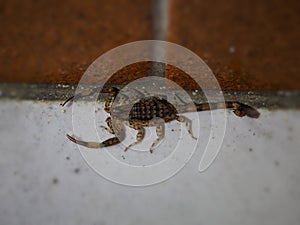 Scorpion mÃ¢le Isometrus maculatus avec ses pinces et son dare pour chasser