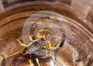 Scorpion in the namib desert in Namibia