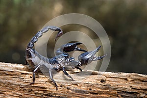 Scorpion in nature background.