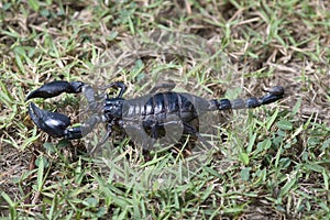 Scorpion in nature background.