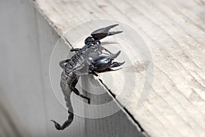 Scorpion on nature background in courtyard.