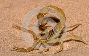 Scorpion