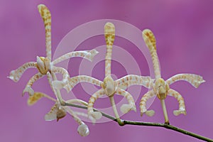 Scorpion orchid flower arrangement in full bloom.