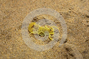 Scorpion, Orthochirus pallidus, Desert National Park