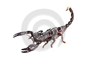 Scorpion, Pandinus dictator, in front of white background