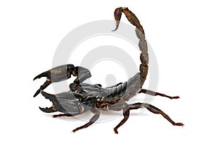 Scorpion Pandinus imperator