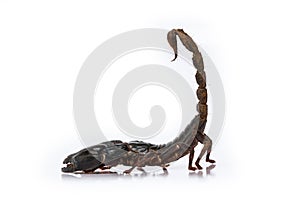 Scorpion Pandinus imperator