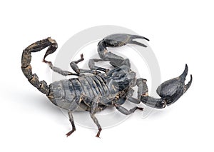 Scorpion Pandinus imperator on white