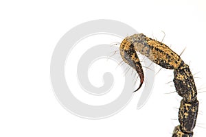 Scorpion ( Pandinus imperator) on white background