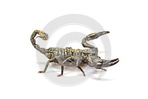 Scorpion ( Pandinus imperator) on white background