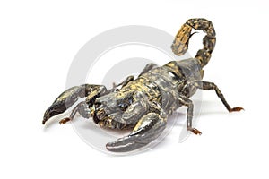 Scorpion ( Pandinus imperator) on white background