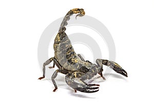 Scorpion ( Pandinus imperator) on white background