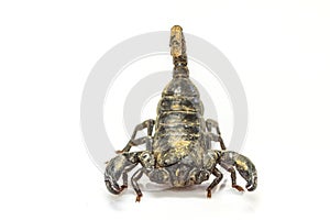 Scorpion ( Pandinus imperator) on white background