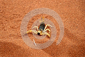 Scorpion parabuthus villosus - Namibia Africa