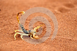 Scorpion parabuthus villosus - Namibia Africa