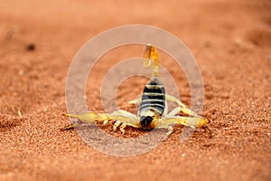 Scorpion parabuthus villosus - Namibia Africa