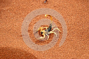 Scorpion parabuthus villosus - Namibia Africa photo