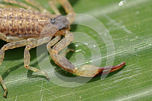 A scorpion pincer pedipalp up close. Leiurus hebraeus, the Hebrew deathstalker or Israeli yellow scorpion