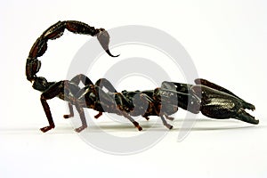 Scorpion (Ptalamneus Fulvipes)