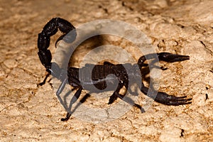 Scorpion with raised tail