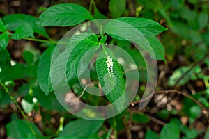 Scorpion`s tail plant Heliotropium angiospermum - Long Key Natural Area, Davie, Florida, USA