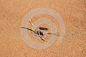 Scorpion on sand of desert