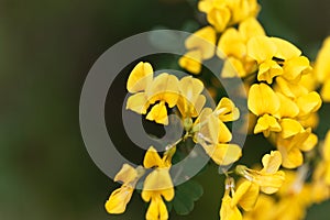 Scorpion senna Hippocrepis emerus