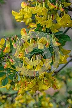Scorpion senna Hippocrepis emerus, with red-yellow flowers