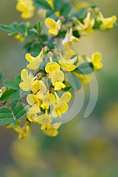 Scorpion senna Hippocrepis emerus yellow flowers on a twig