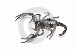 Scorpion in Southeast Asia.