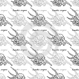 Scorpion Spider ÃÂ¡onch. Seamless pattern of Lambis Scorpius and calligraphy. Hand-drawn collection of seashells. Vector.