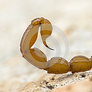 Scorpion sting close up