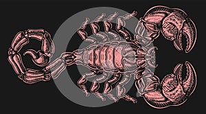 Scorpion with sting. Spider predator. Vector illustration