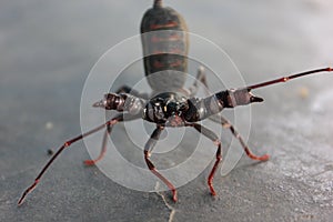 A scorpion with style ready to bite