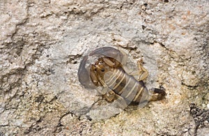 Scorpion in Su Goruppu cayon, Sardinia, Italy