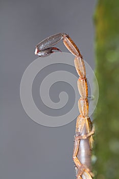 Scorpion Tail