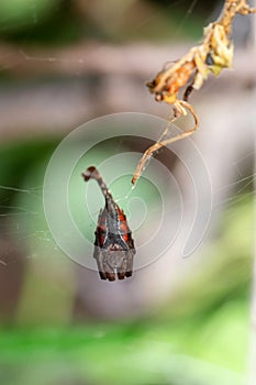 Scorpion tailed spider, Arachnura angura, Satara, Maharashtra,