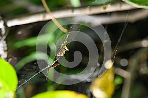 Scorpion-Tailed Spider Among Foliage, Satara, India