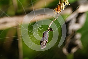 Scorpion-Tailed Spider Hanging in Web, Satara, India